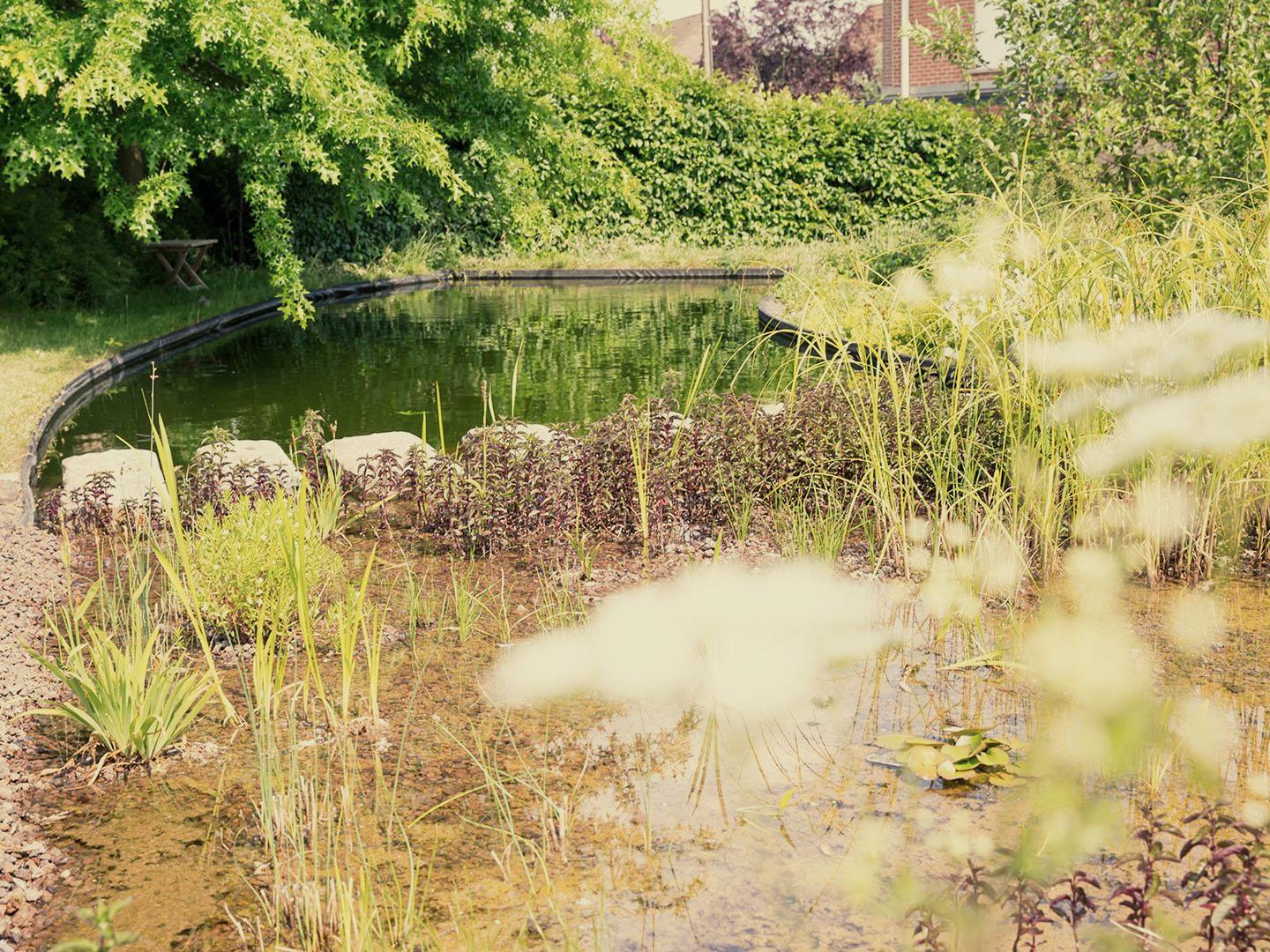 Zwemvijver Zwemvijver Tuinwerken Willemsens